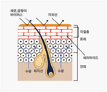 건강한 피부